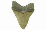 Serrated, Fossil Megalodon Tooth - North Carolina #382607-2